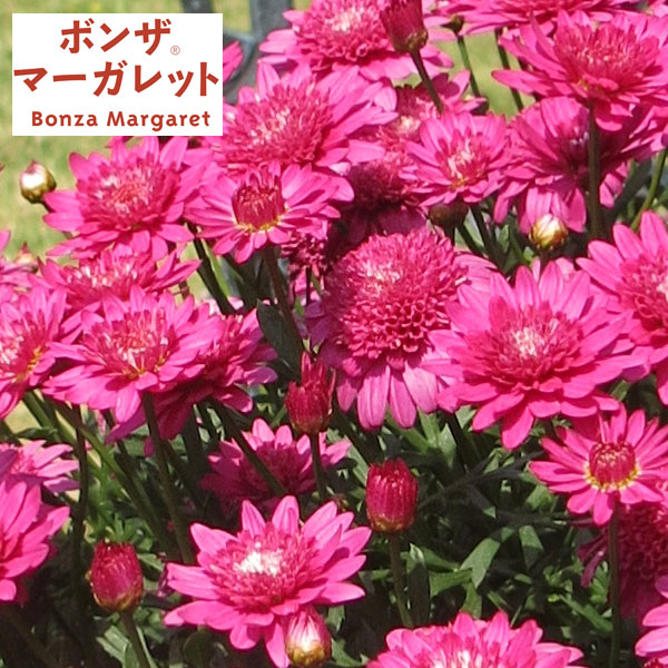 草花の苗/ボンザマーガレット：ルー...