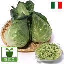 野菜の苗/イタリアンキャベツ:サラダキャベツ・アクート3号ポット6株セット