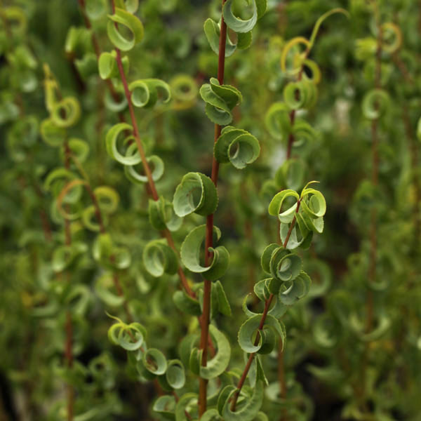 山野草の苗/メガネヤナギ2.5-3号ポット