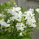 (わけあり特価)デュランタ:ホワイトラブ(白花・アルバ)4号鉢植えスタンド仕立て