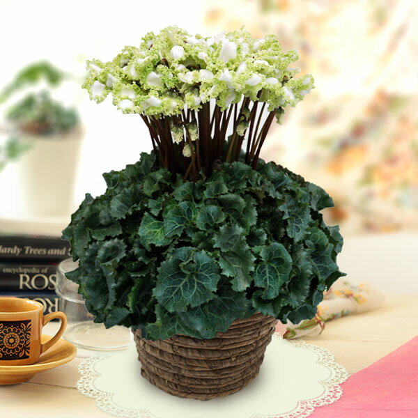 シクラメン：アイスプリンセス5号鉢BRカゴ入