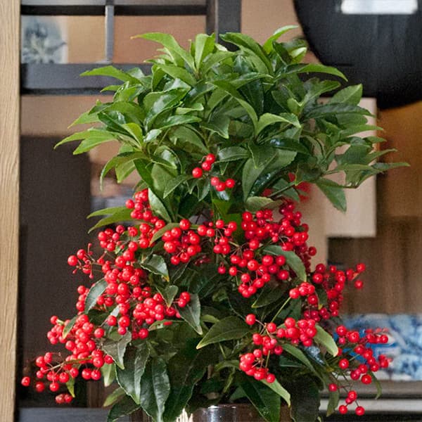 万両：ボスプレミアム・レッドベリーズ5号プラ鉢