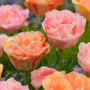 球根/チューリップ:ペアチューリップ 八重咲きピンク&アプリコット4球入り