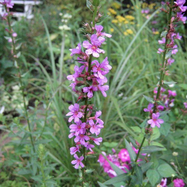 山野草の苗/ミソハギ：パープルルースストライフパープル3.5号ポットのサムネイル