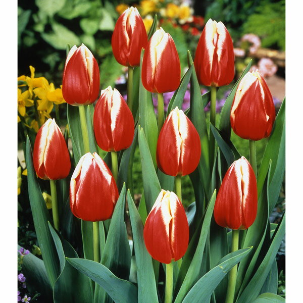 球根/チューリップ（2色咲）：リンファンダマーク（赤に白）4球入り 2袋セット