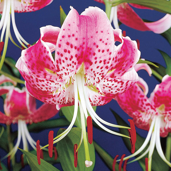 球根/ユリ：赤かのこゆり　1球入り　2個セット