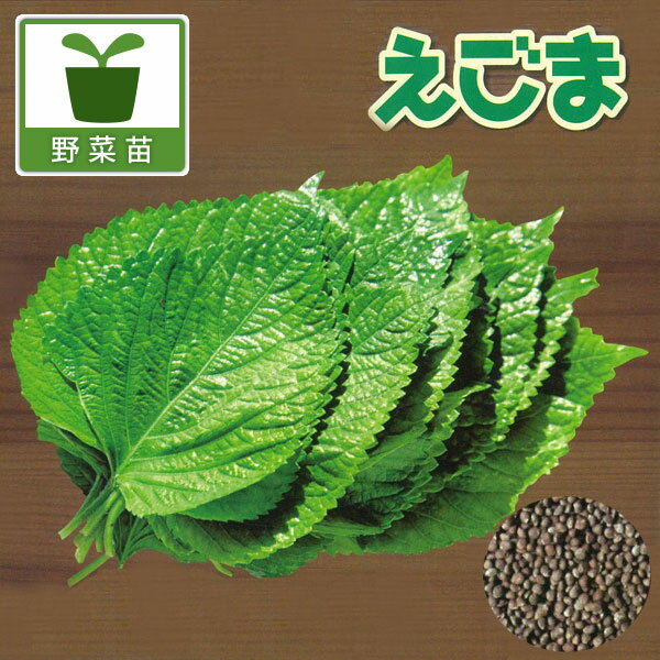 野菜の苗/えごま 黒種品種3号ポット