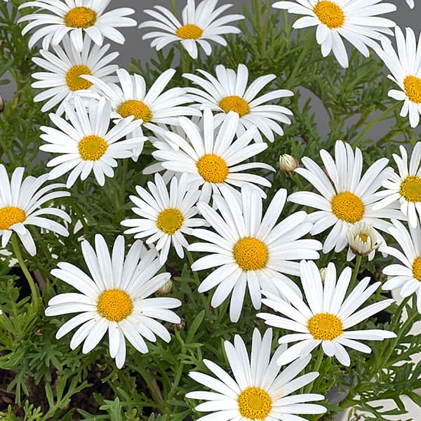 楽天市場】マーガレット 苗（花・ガーデン・DIY）の通販