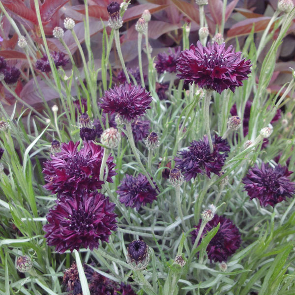 草花の苗/セントーレア（矢車菊）：ブラックボール3.5号ポット