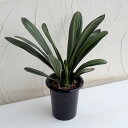 斑入り君子蘭(フイリクンシラン)6号鉢植え