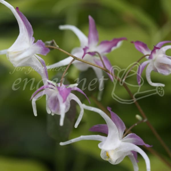 山野草の苗/イカリソウ（碇草）：多摩の源平3号ポット 2株セット