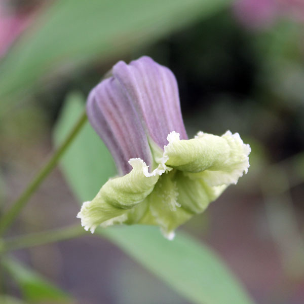 クレマチスの苗/（わけあり特価）クレマチス：キフジンノタシナミ（貴婦人のたしなみ）4号ロングポット（ヴィオルナ系）