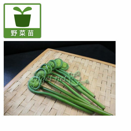野菜の苗/ゼンマイ 3.5号ポット