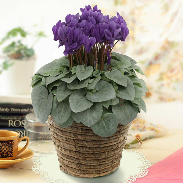 [送料無料]シクラメン：月下5号鉢植えBRカゴ入