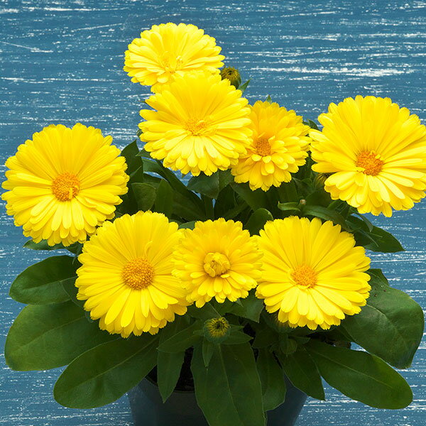 草花の苗/カレンジュラ：エミフル　ムーン3号ポット 2株セット