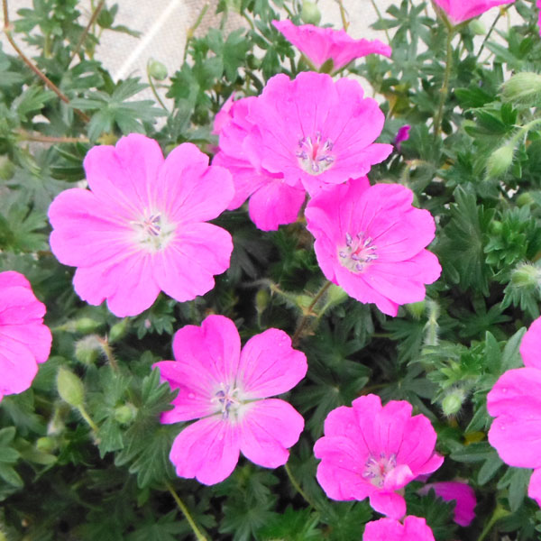 草花の苗/ゲラニウム：マックスフライ3.5号ポット[5〜8月頃開花　半日陰にも向く宿根草]のサムネイル