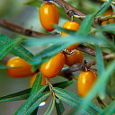 果樹の苗/シーベリー（沙棘・サジー）：アスコラ（メス木）6号ポット＊[早生種。8月下旬から10月まで収穫できる品種です。中粒・生食向き]