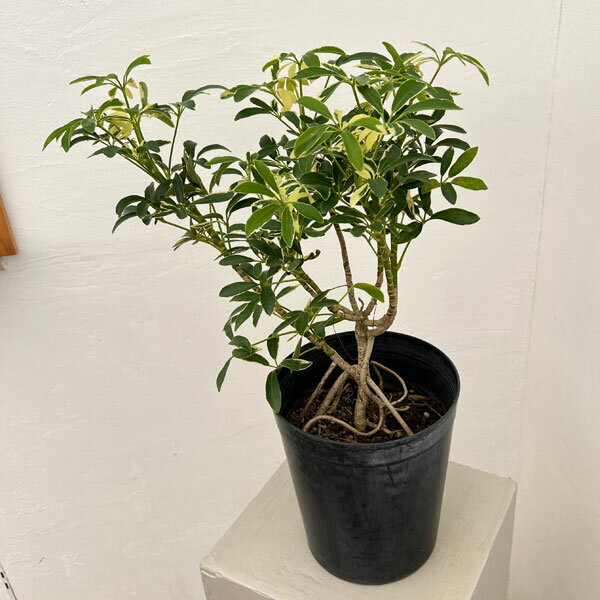 Other Aquatic Plants - 観葉植物/シェフレラ：ムーンドロップ6号鉢植え