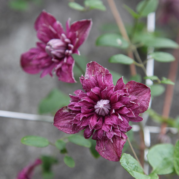クレマチスの苗/クレマチス：パープレア プレナ エレガンス4.5号ポット（ビチセラ系・八重咲）のサムネイル