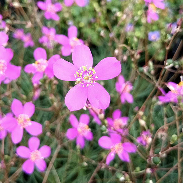 草花の苗/タリナム　カリシナム（クサハナビ） 3.5号ポットのサムネイル