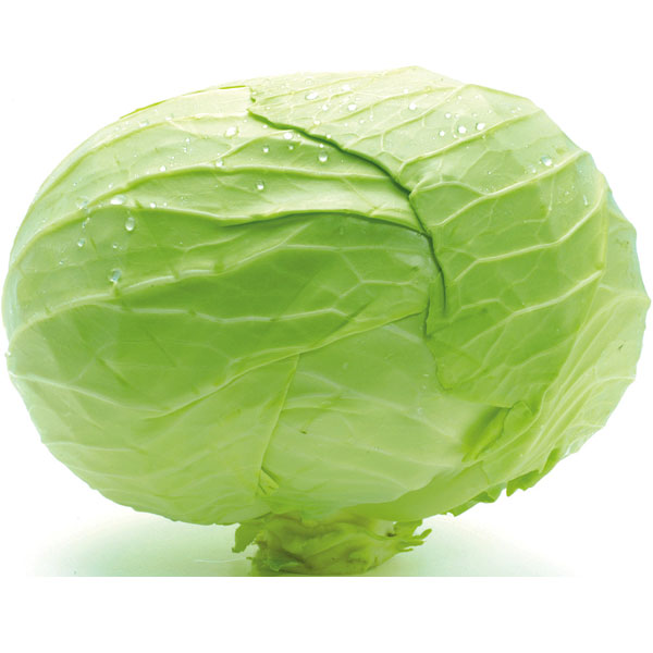 野菜の苗/キングキャベツ苗3号ポット 6株セット
