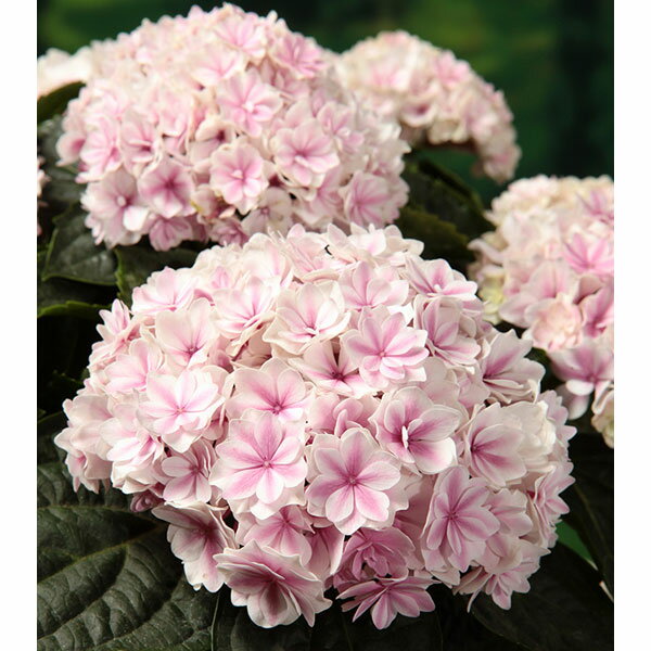 花木 庭木の苗/アジサイ：プリンセス シャーロット3号ポットのサムネイル