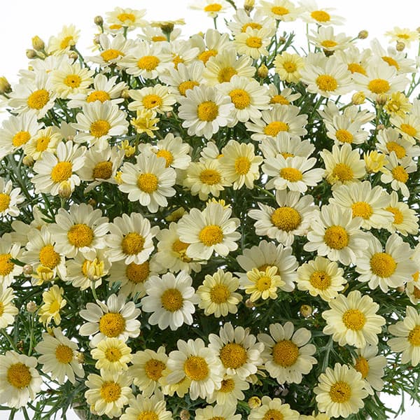 草花の苗/（わけあり特価）マーガレット：アンジェリック レモンパステル3.5号ポット[11～12月 3～6月頃開花 中輪多花性のマーガレット]