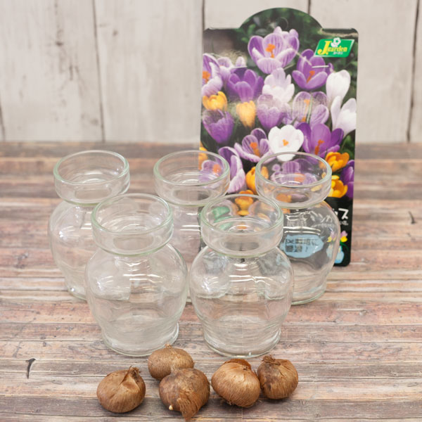 球根/クロッカス：混合色5球とクロ...