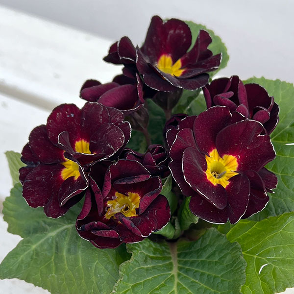 草花の苗/プリムラ ジュリアン：キャンディチョコレート3号ポット