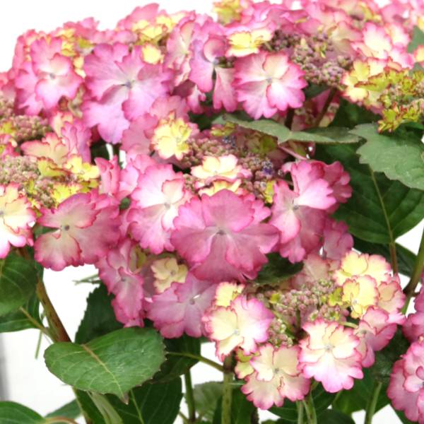 花木 庭木の苗/アジサイ：Angel Waltz（エンジェルワルツ）3-3.5号ポット