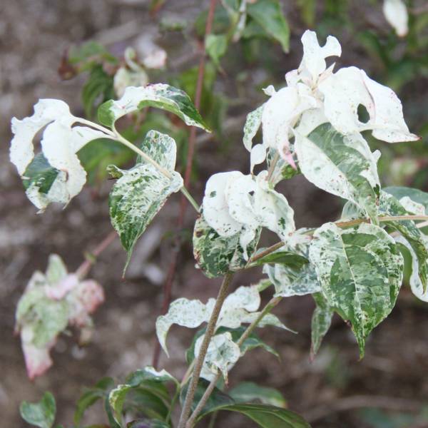 花木庭木の苗/ヤマボウシ：七変化5...