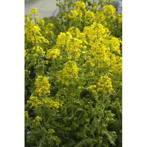 草花の苗/菜の花(ナノハナ)3-3.5号ポット 12株セット...