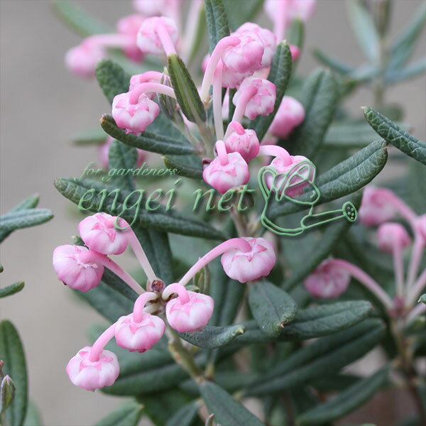 ヒメシャクナゲの商品画像