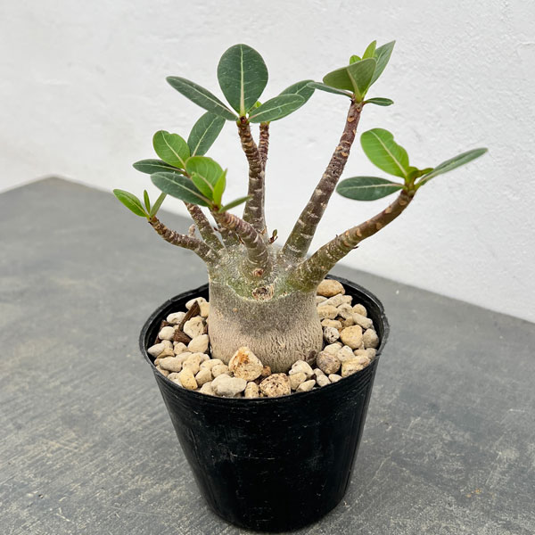 楽天市場】アデニウム 種（観葉植物｜花・観葉植物）：花・ガーデン