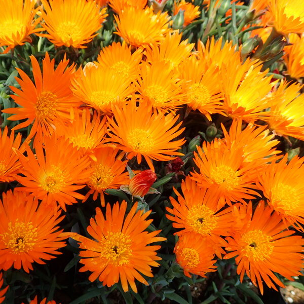 ��֤���/�ޥĥХ����������3-3.5��ݥå�