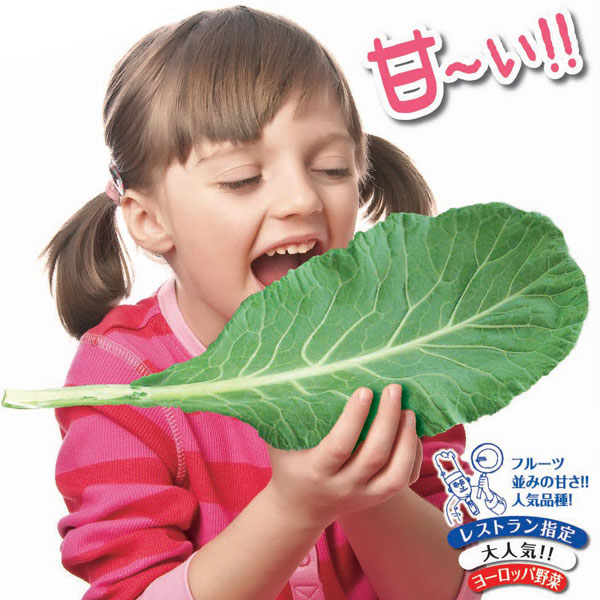 野菜の苗/ケール：ハニー・ケール苗3号ポット