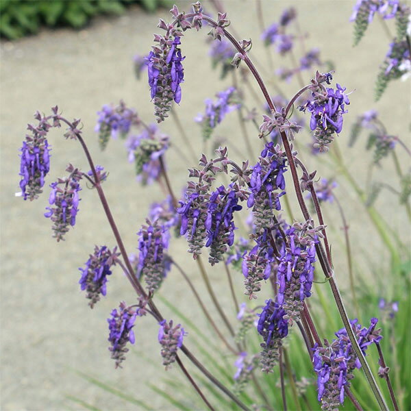 西洋红 - 草花の苗/サルビア：ヌタンス3-3.5号ポット