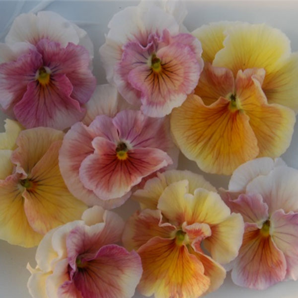 草花の苗/うえたコレクションビオラ：シフォンピーチ3.5号ポットのサムネイル