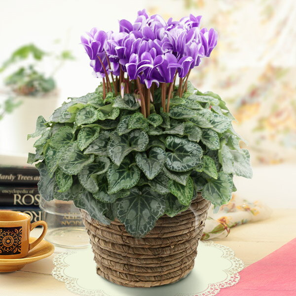 [送料無料]シクラメン：胡蝶5号鉢植えBRカゴ入