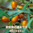 果樹の苗/シーベリー（沙棘・サジー）：受粉用オス木6号ポット＊