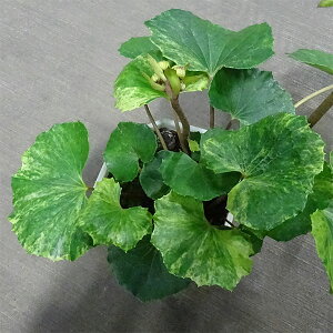 山野草の苗/ツワブキ：磯返し5号鉢植え