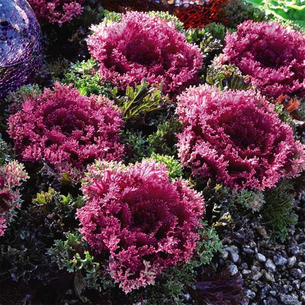 草花の苗/ハボタン：プラチナケール グロッシーレッド3-3.5号ポット 2株セットのサムネイル