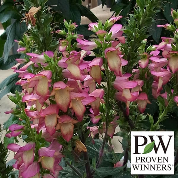 草花の苗/ハイブリッドジギタリス：イルミネーションフレイム3.5号ポット