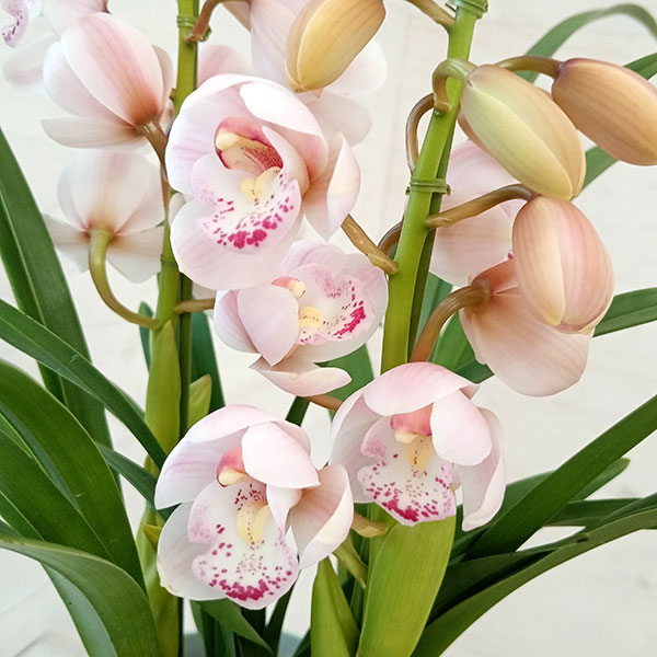 テーブルシンビジウム：森の精のぞみ2本立ち5号鉢植え（皿付き）