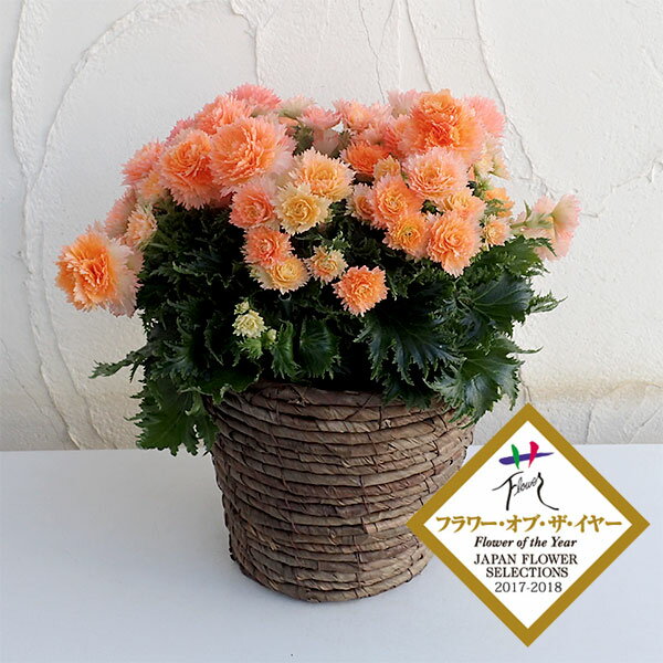 エラチオールベゴニア：ルネッサンスプットネオ（NEO）5号鉢植えカゴ入り（ブラウン）