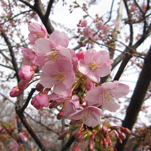 花木 庭木の苗/桜：河津桜（カワヅザクラ）6号ポット