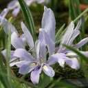 (わけあり特価)バビアナ:セデルベルゲンシス3球植え3.5号ポット