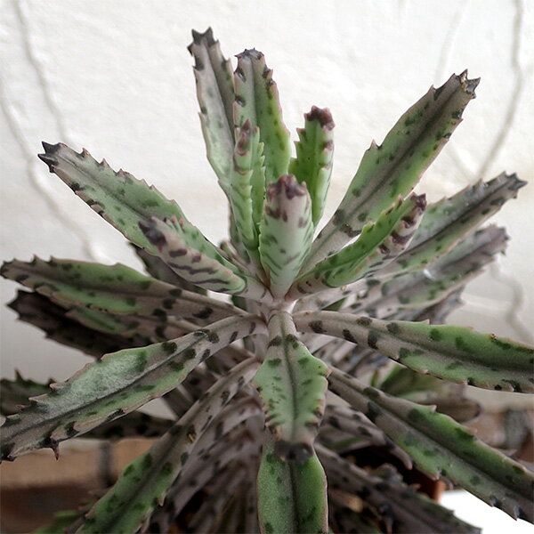 Other Aquatic Plants - 観葉植物/多肉植物：カランコエ錦蝶（きんちょう）2.5号