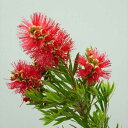 カリステモン:リトルジョン6号鉢植え