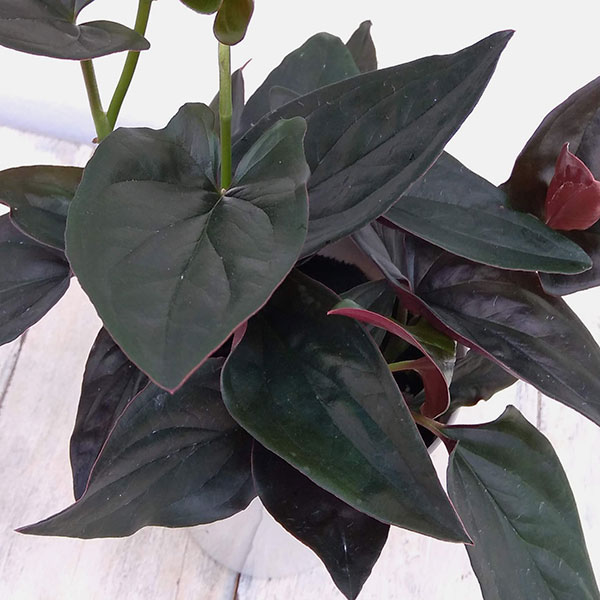 シンゴニウムの育て方 植物ノート シンゴニウムの育て方 植物ノート